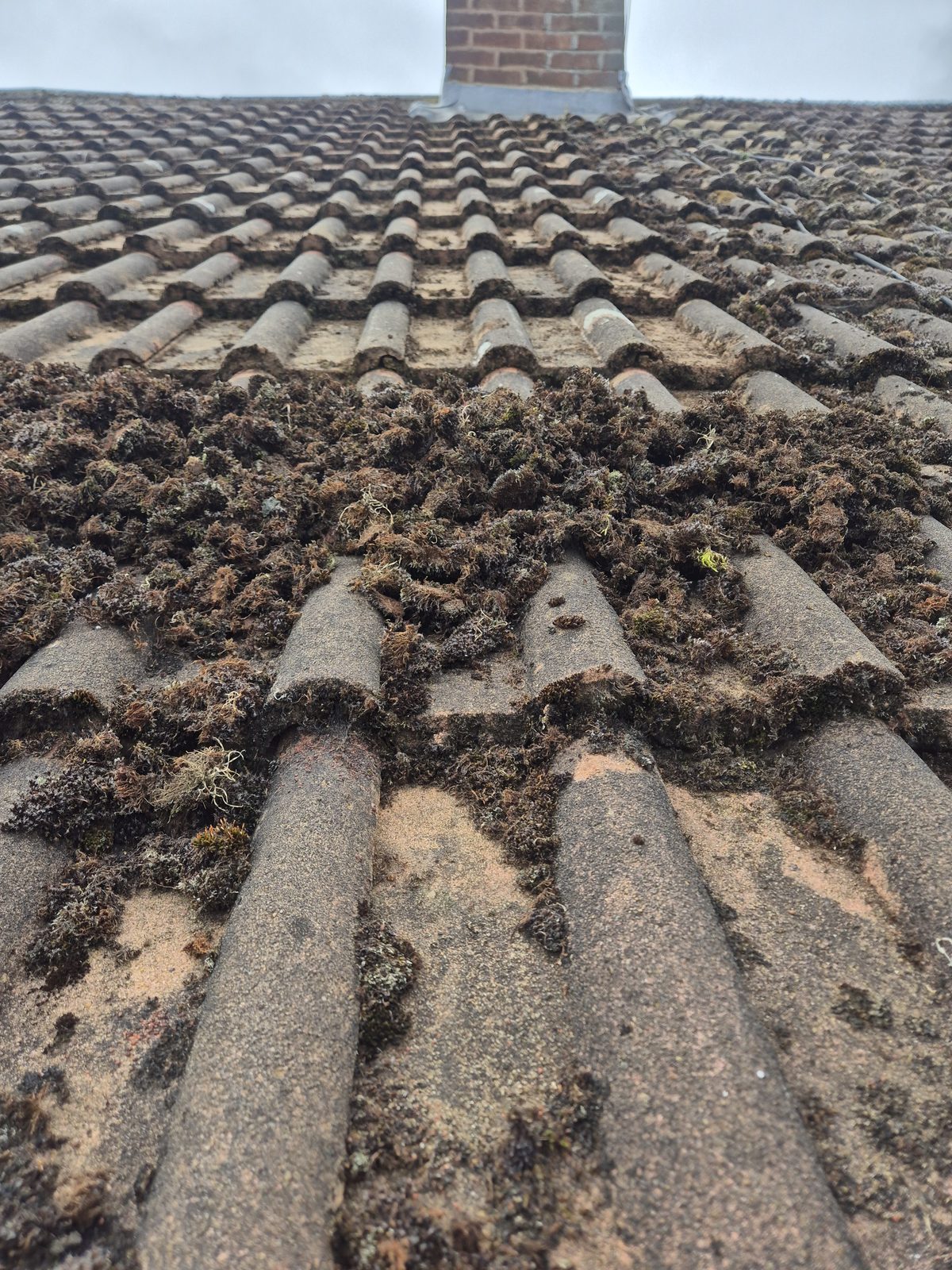 Tiled roof heavily covered in moss before treatment